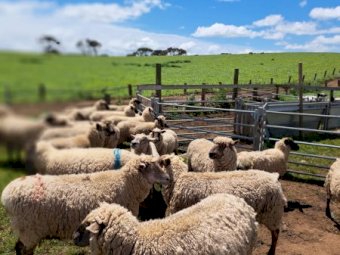 25 X South Suffolk Ewes