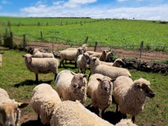 25 X South Suffolk Ewes