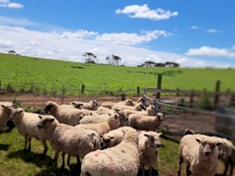 25 X South Suffolk Ewes