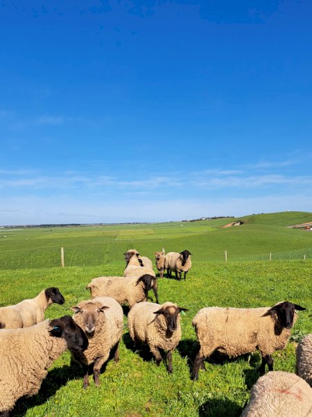 20 X Suffolk And South Suffolk Rams