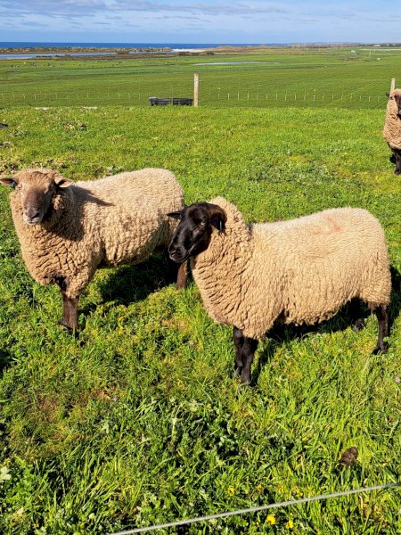 8 X Suffolk And South Suffolk Rams