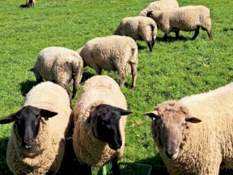 20 X Suffolk And South Suffolk Rams