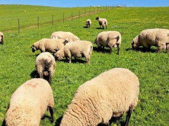 20 X Suffolk And South Suffolk Rams