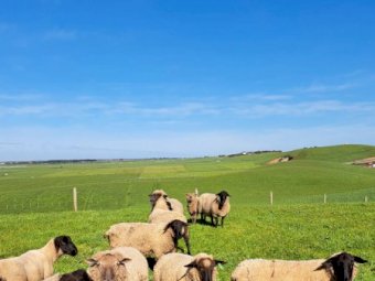 20 X Suffolk And South Suffolk Rams