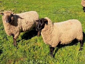 20 X Suffolk And South Suffolk Rams