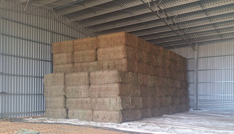 80mt Vetch Hay 640-650kg 8x4x3 Bales