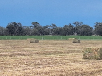 80mt Vetch Hay 640-650kg 8x4x3 Bales