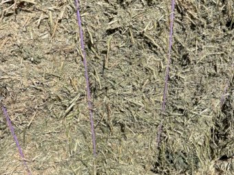 25 Season Vetch Hay