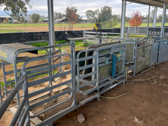 Racewell/Tepari Sheep Auto Drafter