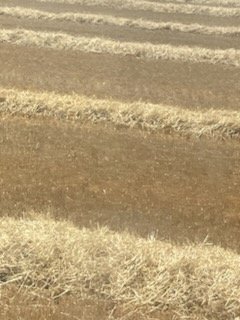 Barley Straw in Windrows