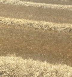 Barley Straw in Windrows