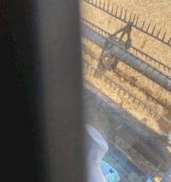 Barley Straw in Windrows