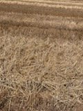 Barley Straw in Windrows