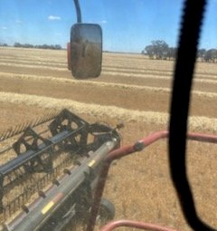 Barley Straw in Windrows