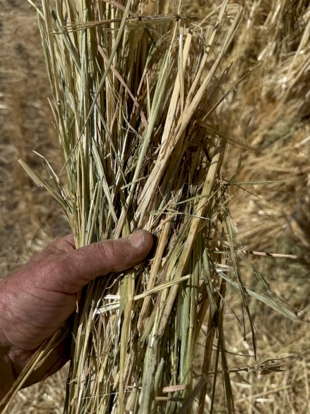 New Season Oaten Hay Off the Baler