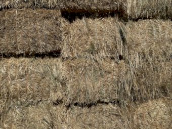 New Season Oaten Hay Off the Baler