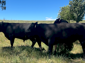 Angus Bulls x 4
