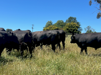 Angus Bulls x 4