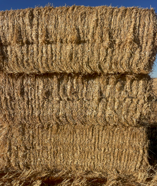 200mt Barley Straw 480kg 8x4x3 Bales