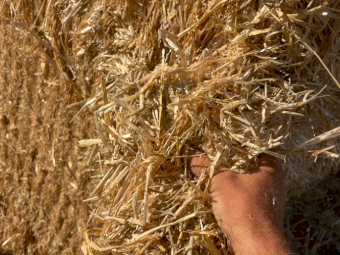 200mt Barley Straw 480kg 8x4x3 Bales