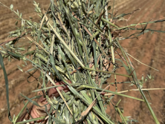 500MT Oaten Hay 8X4X3 Large Square Bales