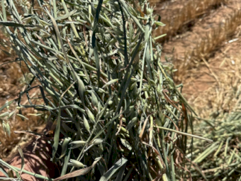 500MT Oaten Hay 8X4X3 Large Square Bales