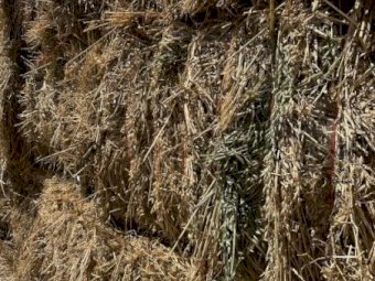 500MT Oaten Hay 8X4X3 Large Square Bales