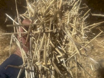 130 m/t Barley Straw 8x4x3 Bales