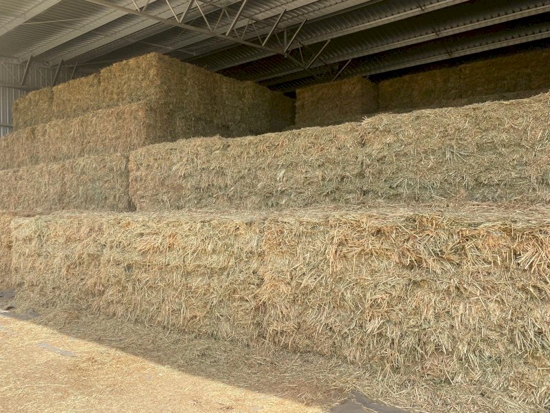 441 x Oaten Hay Small Square Bales (In Bale Baron Packs of 21)