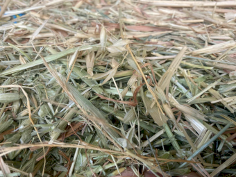 441 x Oaten Hay Small Square Bales (In Bale Baron Packs of 21)