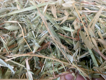 441 x Oaten Hay Small Square Bales (In Bale Baron Packs of 21)