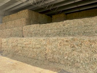 441 x Oaten Hay Small Square Bales (In Bale Baron Packs of 21)