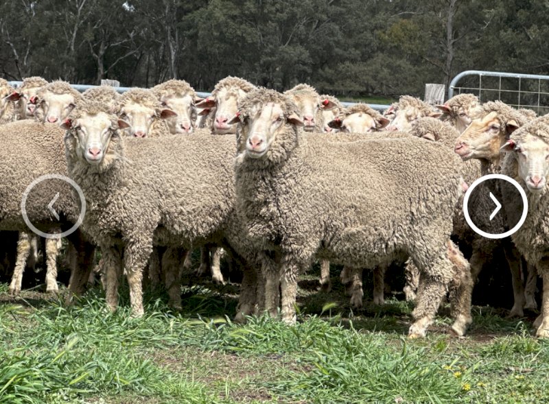 560 Merino Ewes (Mumblebone Blood line)