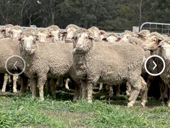 560 Merino Ewes (Mumblebone Blood line)