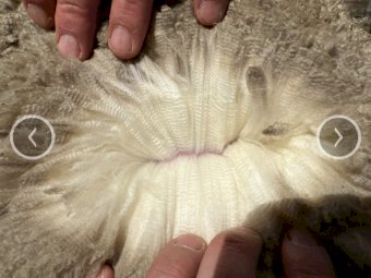 560 Merino Ewes (Mumblebone Blood line)