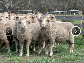 560 Merino Ewes (Mumblebone Blood line)