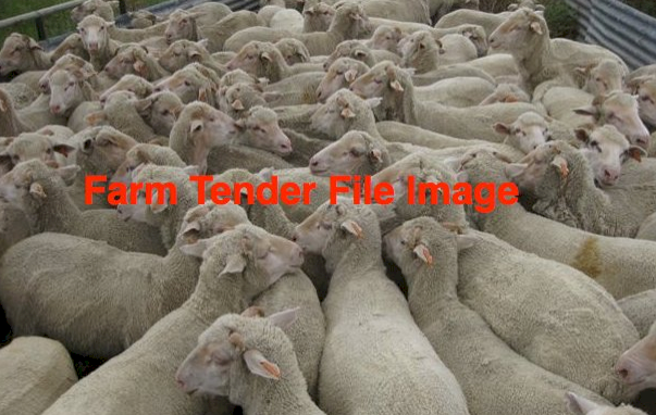 WANTED 20-30 Dorper or Aussie White Wethers