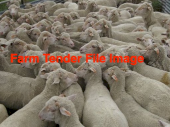 WANTED 20-30 Dorper or Aussie White Wethers