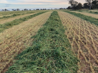 200mt Oaten Hay 700kg 8x4x3 Bales