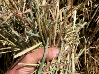 200mt Oaten Hay 700kg 8x4x3 Bales