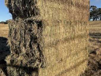 1000  mt Vetch-Wheaten Mix Hay