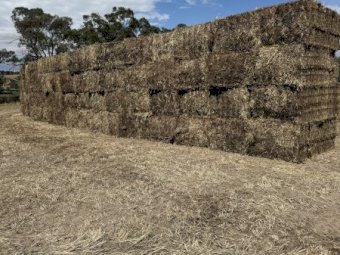 1000  mt Vetch-Wheaten Mix Hay