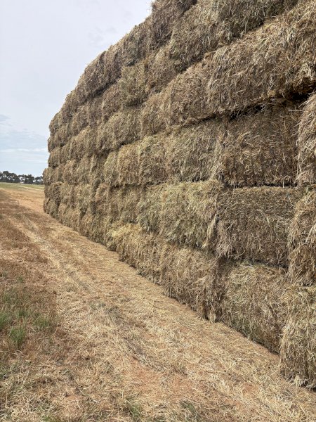 100MT Pasture Hay 8X4X3 Large Square Bales