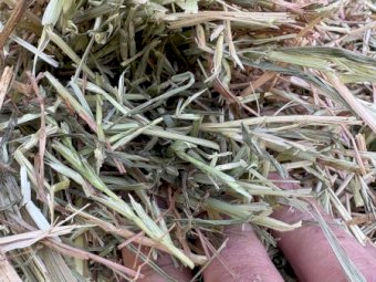 100MT Pasture Hay 8X4X3 Large Square Bales