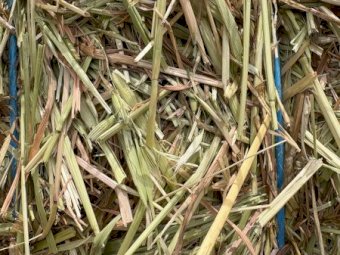 100MT Pasture Hay 8X4X3 Large Square Bales