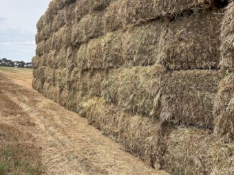 100MT Pasture Hay 8X4X3 Large Square Bales