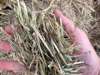 100MT Pasture Hay 8X4X3 Large Square Bales