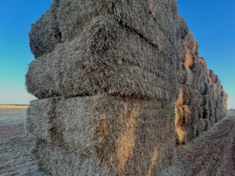 Barley Straw 8x4x3 Bales
