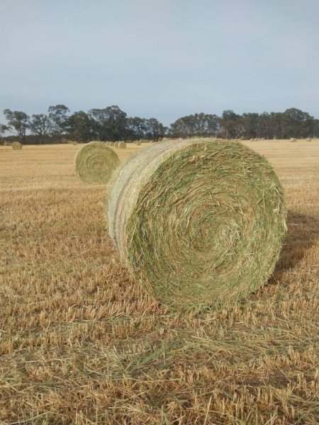 Sub Clover and Ryegrass Hay in Rolls