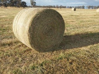 Sub Clover and Ryegrass Hay in Rolls
